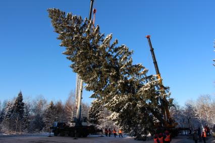 Московская область.  Церемония  рубки главной новогодней ели страны.