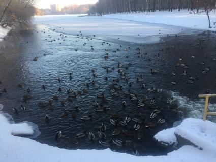 Московская область. Утки плавают в водоеме зимой.