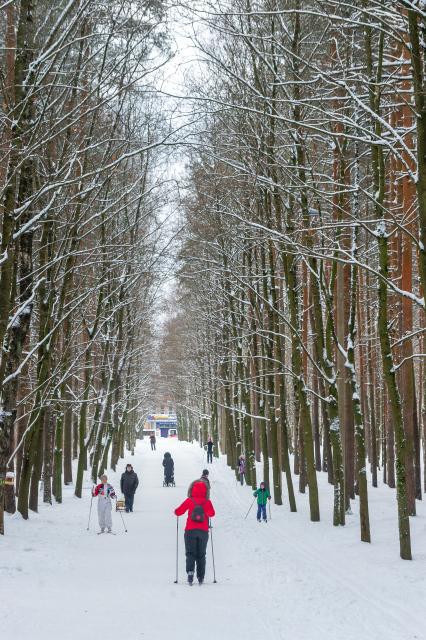 Санкт-Петербург. Отдыхающие на лыжах   в парке `Сосновка`.