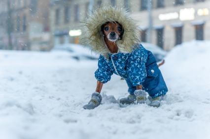 Санкт-Петербург. Собака в комбинезоне на прогулке.