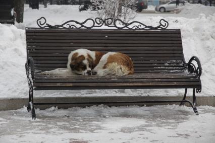 Иркутск. Собака спит на скамейке.