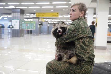 Екатеринбург. Аэропорт \'Кольцово\'. Енотовидная собака Умка  кинолога Уральской таможенной службы в зале прилетов международных рейсов во время тренировки