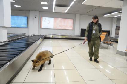 Екатеринбург. Аэропорт \'Кольцово\'. Лис Фокс кинолога Уральской таможенной службы в зале прилетов международных рейсов во время тренировки