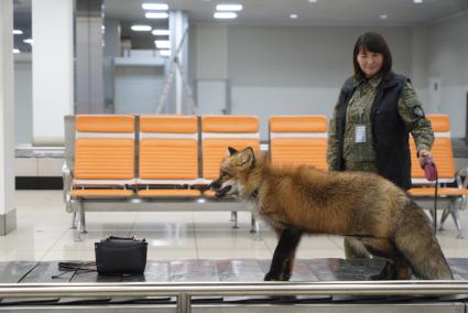 Екатеринбург. Аэропорт \'Кольцово\'. Лис Фокс кинолога Уральской таможенной службы в зале прилетов международных рейсов во время тренировки