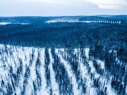 Красноярский край. Заготовка леса на лесосеке Богучанском районе Красноярского края.