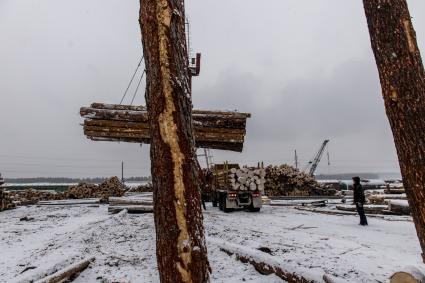 Красноярский край. Рабочий на китайской  лесопилке в Канске.