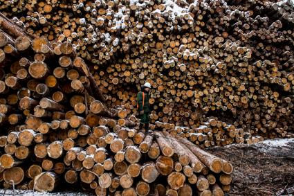 Красноярский край, Лесосибирск. Склад леса на территории АО `Лесосибирский ЛДК #1` в Лесосибирске.