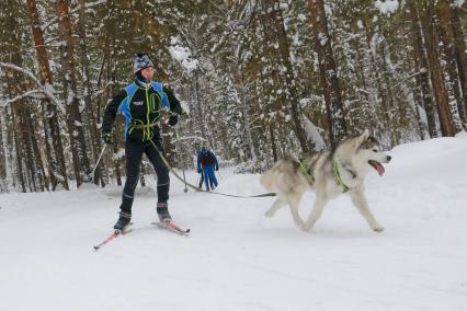 Барнаул.  Мужчина катается на лыжах с собакой.