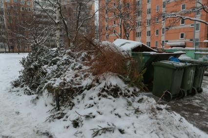 Санкт-Петербург.   Выброшенные елки после празднования Нового года.