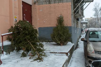 Санкт-Петербург.   Выброшенные елки после празднования Нового года.