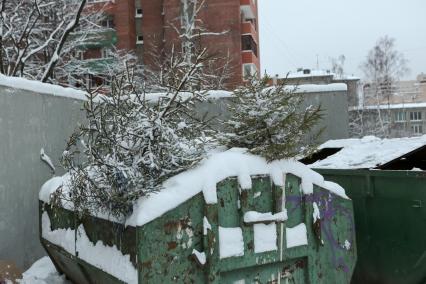 Санкт-Петербург.   Выброшенные елки после празднования Нового года.