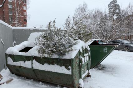 Санкт-Петербург.   Выброшенные елки после празднования Нового года.