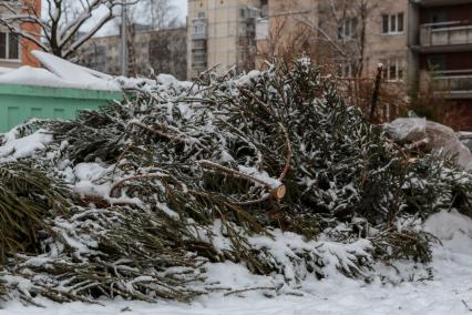 Санкт-Петербург.   Выброшенные елки после празднования Нового года.