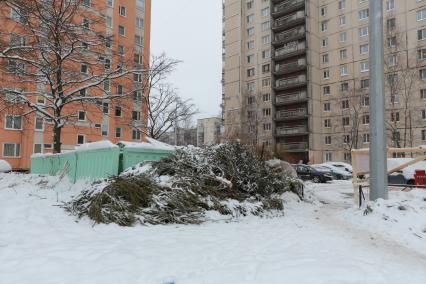 Санкт-Петербург.   Выброшенные елки после празднования Нового года.