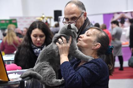 Москва. Кошка породы британская на выставке `Мистер Кот` в КВЦ `Сокольники`.