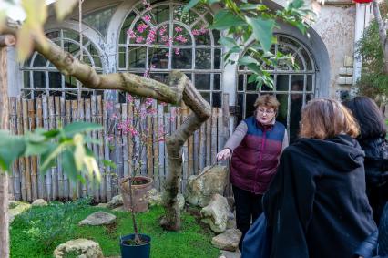 Санкт-Петербург. В Ботаническом саду Петра Великого расцвела сакура.