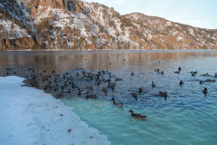 Красноярский край,  Дивногорск. Утки в реке Енисей.