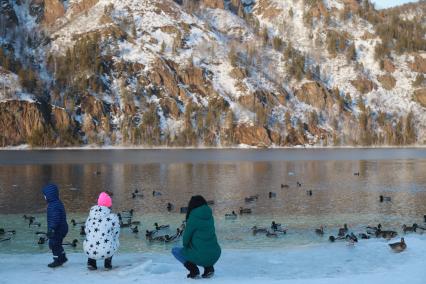 Красноярский край,  Дивногорск. Утки в реке Енисей.