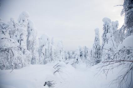 Пермь. Заснеженный лес.