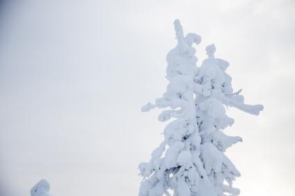Пермь. Деревья в снегу.