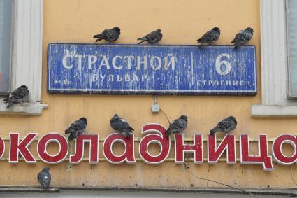 Москва. Голуби сидят на вывеске `Шоколадница`на улице Страстной бульвар.
