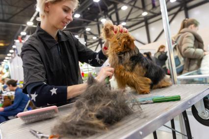 Санкт-Петербург.   Девушка причесывает собаку на выставке `Зоошоу. Весна` в `Экспофоруме`.