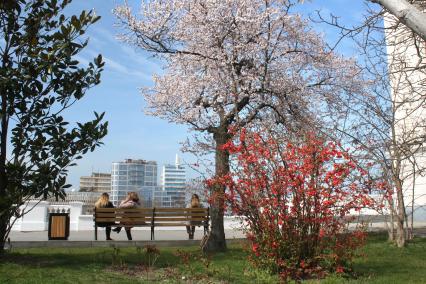 Крым, Севастополь. Цветущие деревья на набережной.
