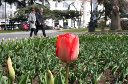 Крым, Севастополь. На набережной зацвели тюльпаны.