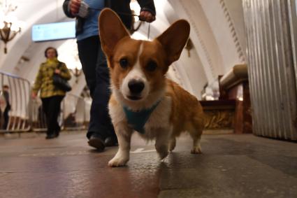 Москва. Собака на станции метро.