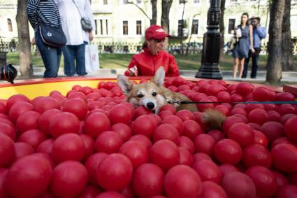 Москва.  Собака в сухом бассейне с шариками.