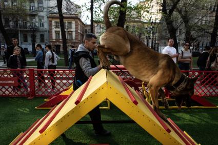 Москва. На площадке для выгула и дрессировки собак.