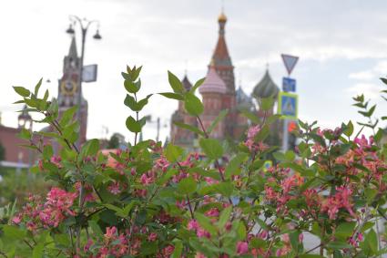 Москва.  Весна  в парке `Зарядье`.