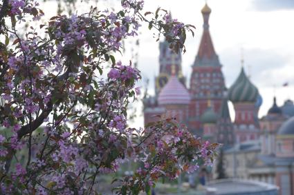 Москва.  Весна  в парке `Зарядье`.