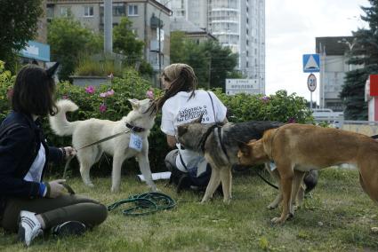 Екатеринбург. Семейный фестиваль \'ЛапкиFEST\' в рамках которого можно познакомиться с животными из приюта и при желании забрать их к себе домой