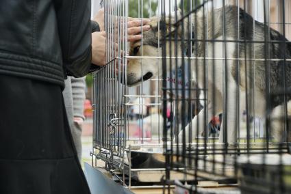 Екатеринбург. Семейный фестиваль \'ЛапкиFEST\' в рамках которого можно познакомиться с животными из приюта и при желании забрать их к себе домой