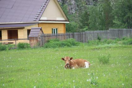 Горный Алтай. Корова пасется на лугу.