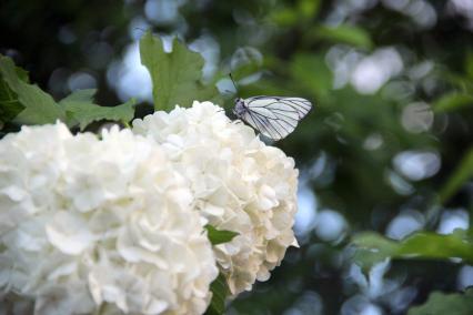 Горный Алтай, село Анос. Бабочка сидит на цветке.