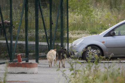 Екатеринбург. Специалисты ЕМУП «Спецавтобаза» выпускают ранее отловленных бродячих собак. Животных обработали от паразитов, провакцинировали, стерилизовали, чипировали, а на уши им повешены специальные бирки, чтобы они повторно не попадали в отлов