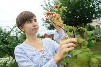 Екатеринбург. Девушка на даче у куста малины