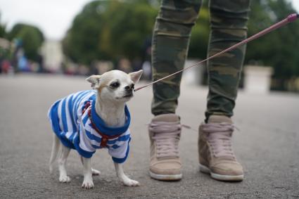 Москва. Собака породы чихуахуа  во время празднования Дня Воздушно-десантных войск России в Парке Горького.