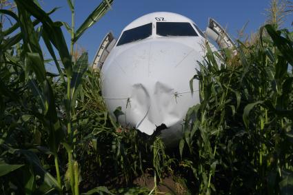 Московская область.  Самолет Airbus A321 авиакомпании `Уральские авиалинии`, который совершил аварийную посадку в районе аэропорта Жуковский после возгорания двигателя при взлете.