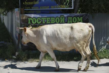 Горный Алтай.  Корова у Гостевого дома.