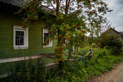 Архангельская область, Кенозерский национальный парк. Рябина у деревянного дома.