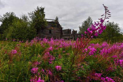 Республика Карелия, Пегрема. Развалины деревянного  дома в  заброшенной деревне.