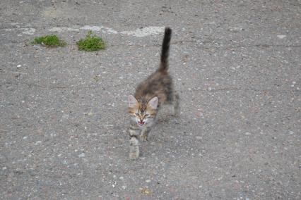 Москва. Котенок на улице.