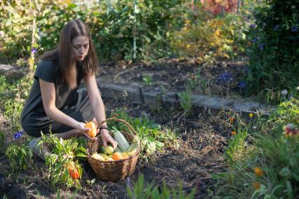 Самара. Девушка собирает урожай овощей  на грядке.