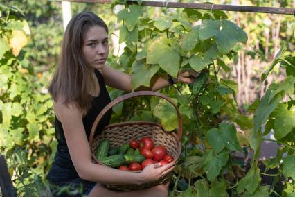 Самара. Девушка собирает огурцы