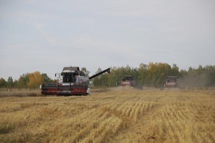 Красноярск. Уборка пшеницы на поле.