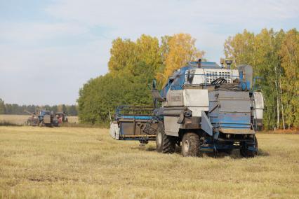 Красноярск. Уборка пшеницы на поле.