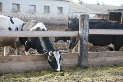 Красноярск.   Коровы на ферме.